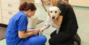 Veterinary professionals examining a dog in a clinical setting, showcasing MediaTamer's case study focus on veterinary business strategies.